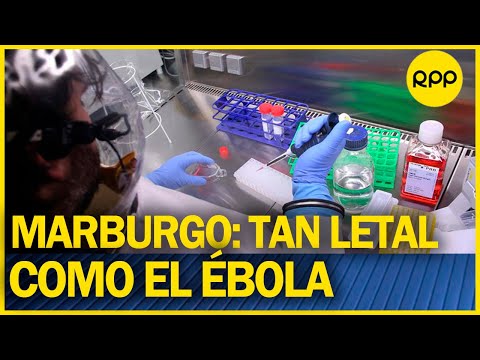 Qué es el virus de Marburgo: síntomas y cómo se contagia