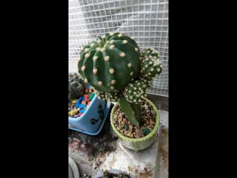 🌵🌵🌵กราฟบนตอแก้วมังกร-:-ออกดอกง 🌵🌵🌵กราฟบนตอแก้วมังกร-:-ออกดอกง