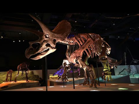 El arte de restaurar fósiles, rompecabezas de millones de años en EEUU | AFP