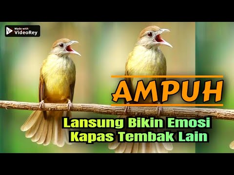 PANCINGAN EMOSI BURUNG KAPAS TEMBAK TERBARU 2025