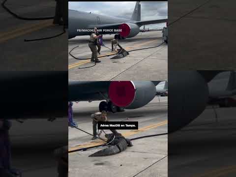 Así luchan y atrapan a un caimán en una base de la Fuerza Aérea en Florida