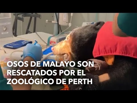 Osos de Malayo son rescatados por el Zoológico de Perth