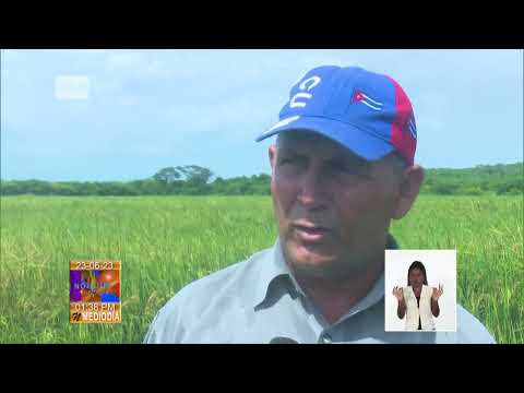 Agricultura Familiar incentiva producción de arroz en Cuba