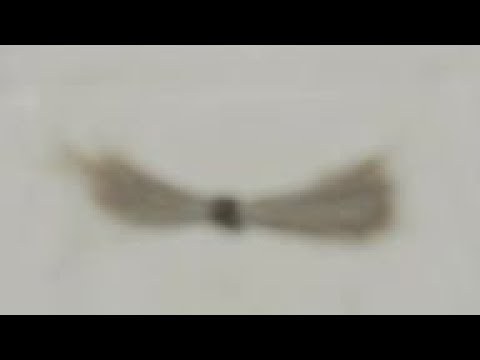 Lock of Lincoln hair up for auction
