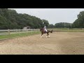 Dressage horse Ideale junior - young rider merrie