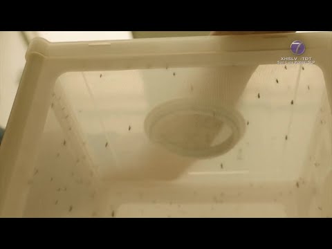 Ébano, municipio con más casos de dengue en SLP