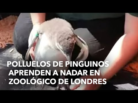 Polluelos de Pinguinos aprenden a nadar en zoológico de Londres