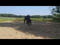 Dressage horse 1 jarige zwarte hengst v. Mister Diamond