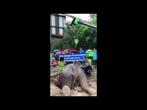 En Thaïlande, l'impressionnant sauvetage d'un éléphanteau et de sa mère