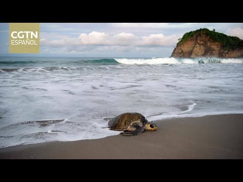 Nicaragua ejecuta proyectos de conservación de tortugas marinas en refugios de vida silvestre