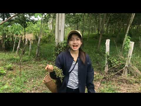 หากีนอยู่สวน-วิถีชีวิตสาวโพนงา หากีนอยู่สวน-วิถีชีวิตสาวโพนงา