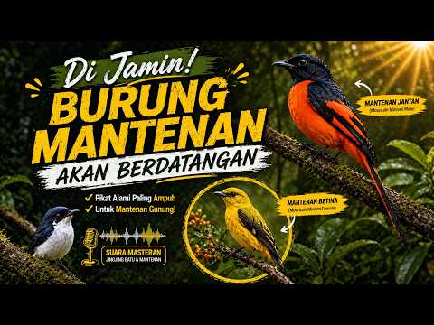 Suara Burung Mantenan Gunung VS Jingjing Batu Ribut