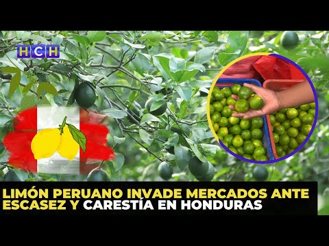 Limón peruano invade mercados ante escasez y carestía en Honduras