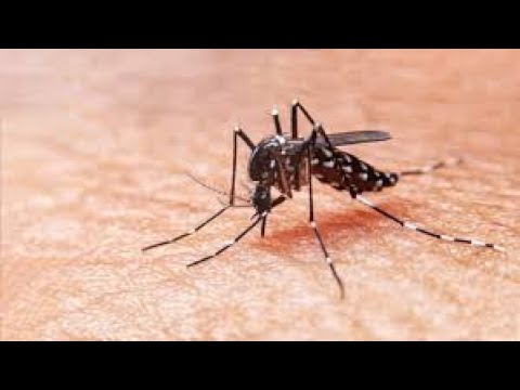 9 infantes son atendidos a diario con síntomas de Dengue