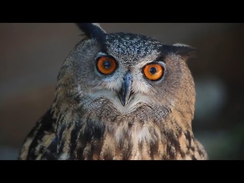 A beach alternative - tourists flock to Croatia's sanctuary for birds of prey