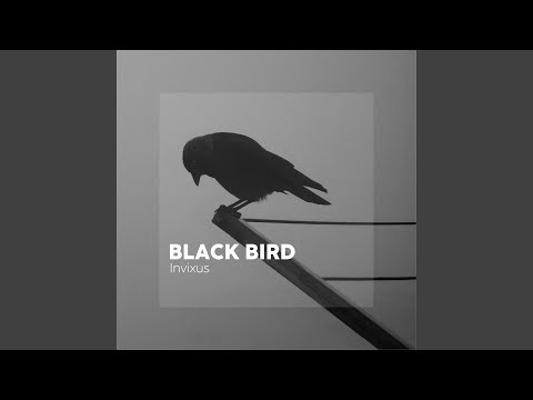 Black Bird