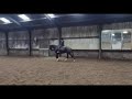 Dressage horse Superbraaf // 3.5jarig // Ook geschikt voor bangere ruiter // Dressuurtopper