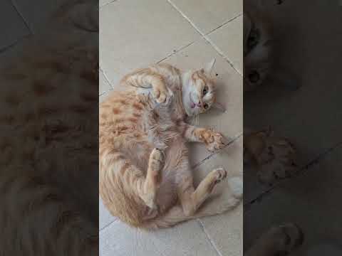 ท่านอนแมวส้มกวนๆทาสเเมวแมวส้
