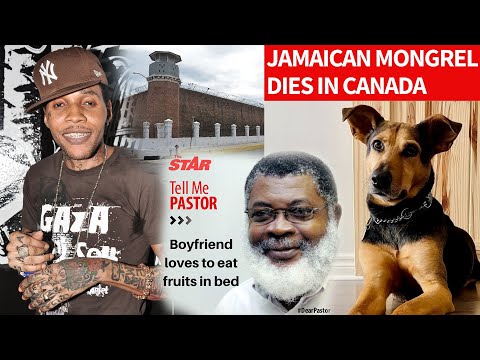 STAR CAP: Mongrel dies in Canada | Vybz Kartel sick | Michael Bolton and Angelina Jolie in Jamaica