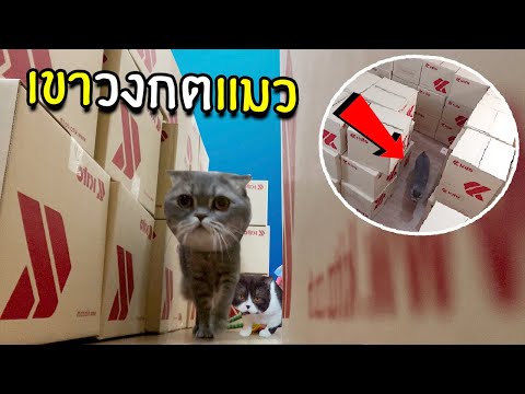 สร้างเขาวงกตแมวให้นาซ่า สร้างเขาวงกตแมวให้นาซ่า