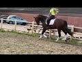 Dressage horse Fijn sportpaard !!  Henkie x elite van jazz