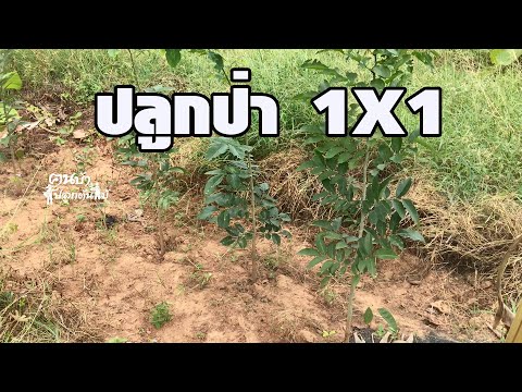 ปลูกป่า-1x1m-คนบ้าปลูกต้นไม้ ปลูกป่า-1x1m-คนบ้าปลูกต้นไม้