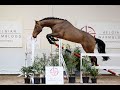 Show jumping horse 3 jarige springhengst
