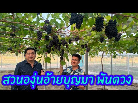 สวนองุ่นอ้ายบุญมาพันดวง