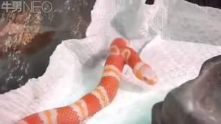 فيديو:.ثعبان ملون برأسين