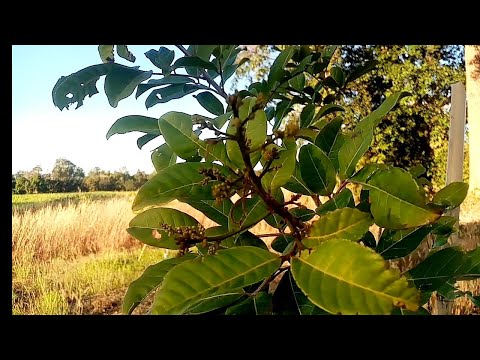 เงาะอายุปีครึ่งดูว่าออกช่อดอกห