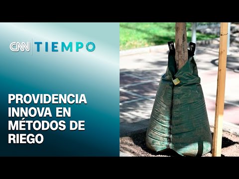 Municipio de Providencia usa bolsas de riego por goteo en parques y plazas  | CNN Tiempo
