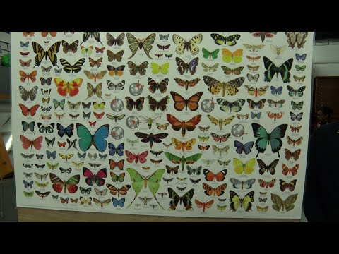 UWI Pollinator Garden And Butterfly Exhibit Opens
