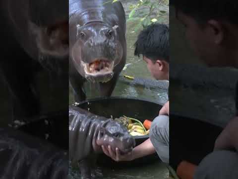 Adorable baby hippo goes viral #shorts