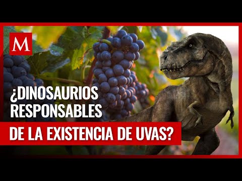 Científicos descubren una relación entre las uvas y la extinción de los dinosaurios