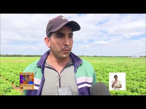 Cuba: Aumento de la producción de frijoles en Cienfuegos