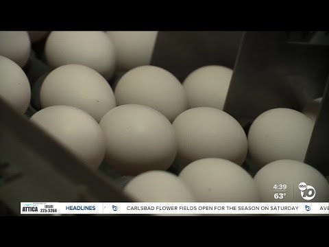 Lakeside ranch details how they protect chickens from bird flu