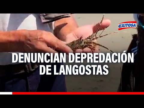 Lambayeque: ¡Indignados! Pescadores artesanales denuncian depredación de langostas