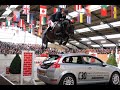 Show jumping horse Kwaliteitsvol springveulen uit sportstam