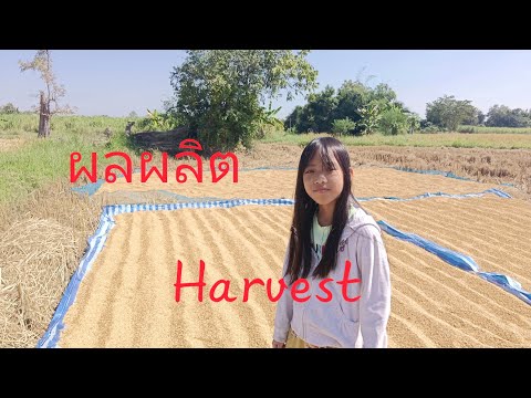 ผลผลิตปีนี้:Harvest