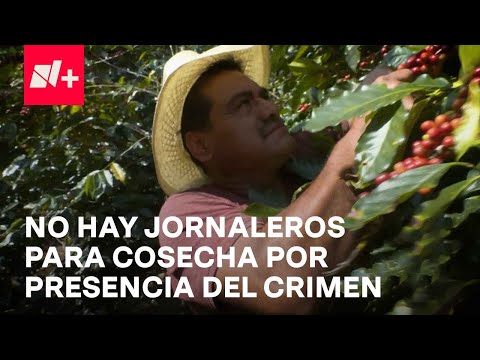 Cosecha de Café de Altura, en riesgo por presencia del crimen en Chiapas - En Punto