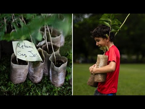 Miles de puertorriqueños participan en La Siembra: reparten 4,000 árboles nativos