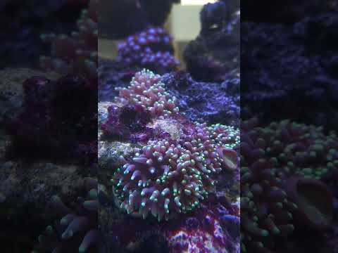 ปะการังเรืองแสงปะการัง