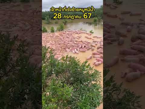 อพยพหมูหนีน้ำท่วมจังหวัดตราด