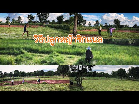 ปลูกหญ้าซิกแนล-ทางเลือกใหม่ของ ปลูกหญ้าซิกแนล-ทางเลือกใหม่ของ
