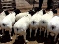 Овцеводство: Овцы