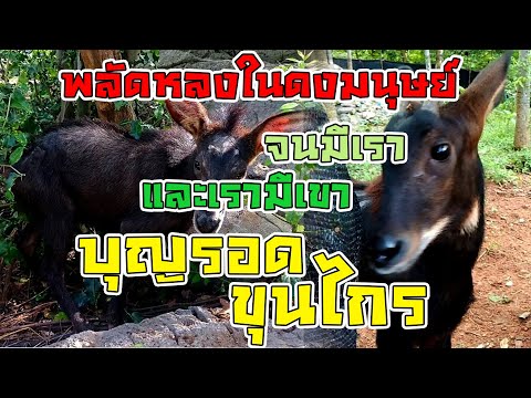 ขุนไกรบุญรอด-เลียงผาพลัดหลงในด ขุนไกรบุญรอด-เลียงผาพลัดหลงในด