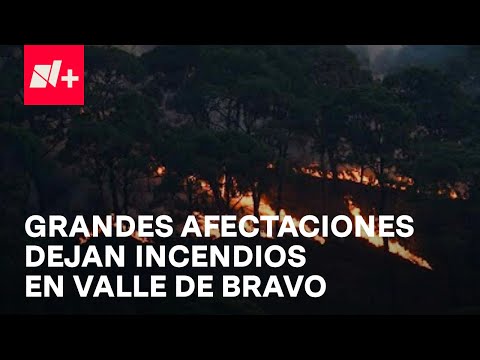 Fuego acaba con nueva generación de árboles en Valle de Bravo - En Punto