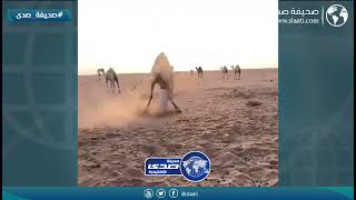 الله سلمه من البعير