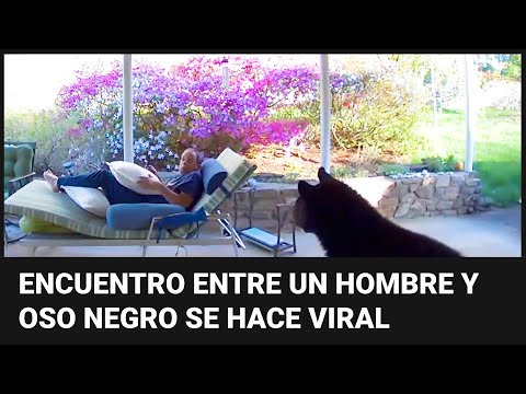 El sorpresivo encuentro entre un oso negro y un hombre viendo su celular