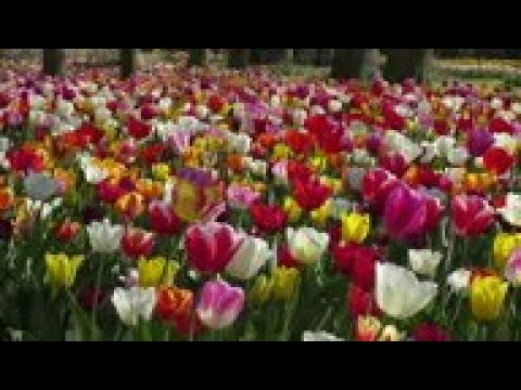 Tulips in bloom, but flower show cancelled due to pandemic